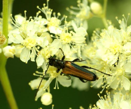 Anogcodes melanurus