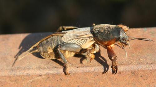 Gryllotalpa sp.