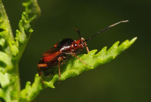 Réf. 34 846 : Deraeocoris ruber