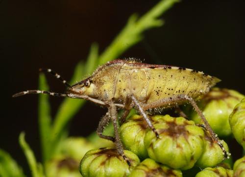 Réf. 34 663 : Dolycoris baccarum
