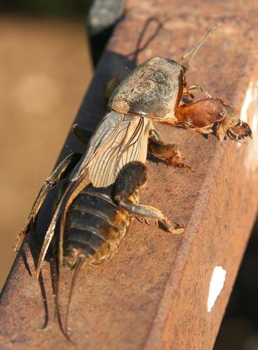 Gryllotalpa sp.