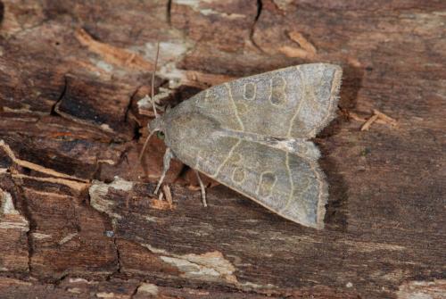 Réf. 34 956 : Ipimorpha subtusa