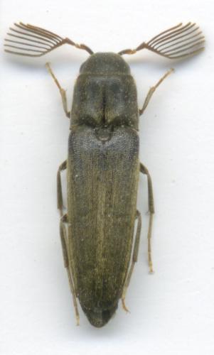 Isorhipis melasoides