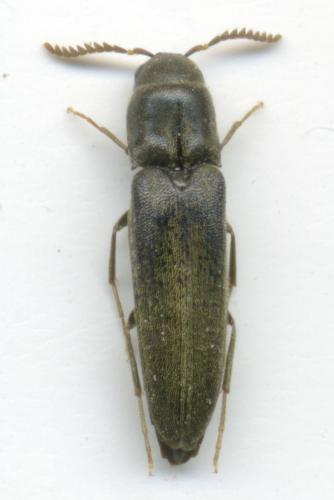 Isorhipis melasoides