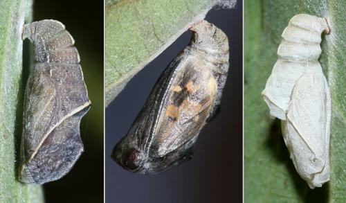 Libythea celtis