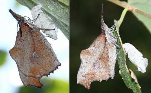 Réf. 34 034 : Libythea celtis
