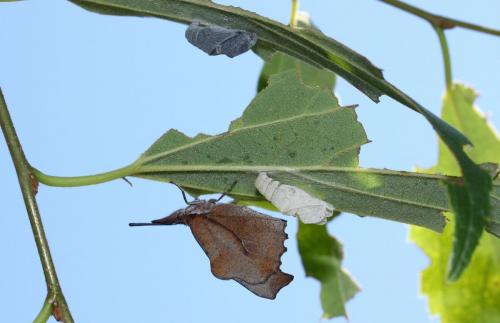 Réf. 34 033 : Libythea celtis