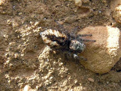 Philaeus chrysops