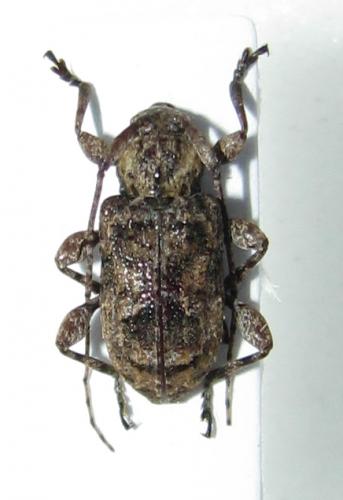 Leptostylus cineraceus