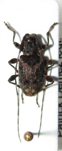 Réf. 34 979 : Eleothinus sp.
