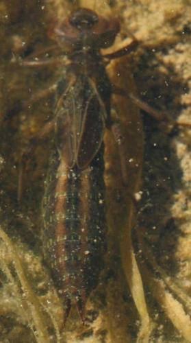 Réf. 34 601 : Aeshna sp.