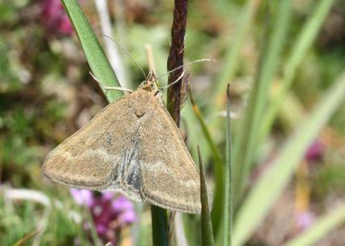 Pyrausta aerealis