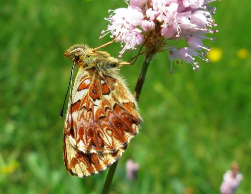 Boloria titania