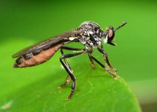 Réf. 34 011 : Dioctria hyalipennis