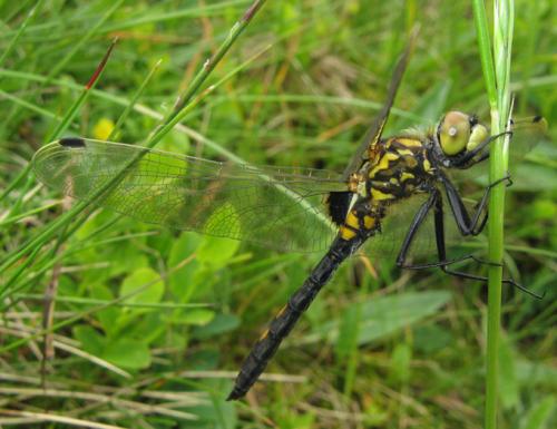 Leucorrhinia dubia