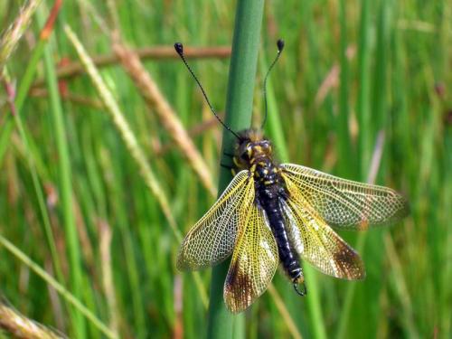 Libelloides ictericus