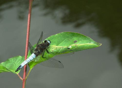 Libellula fulva