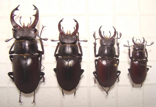 Lucanus cervus