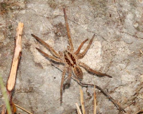 Hogna radiata