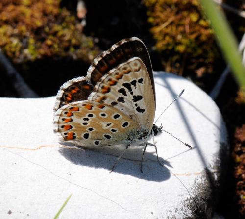 Réf. 34 944 : Polyommatus sp.