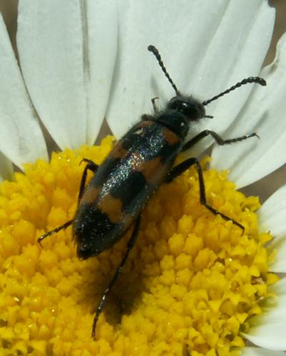 Réf. 34 148 : Mylabris variabilis