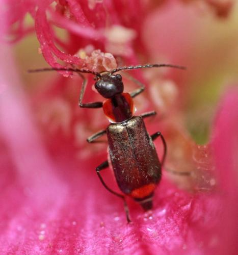 Axinotarsus pulicarius