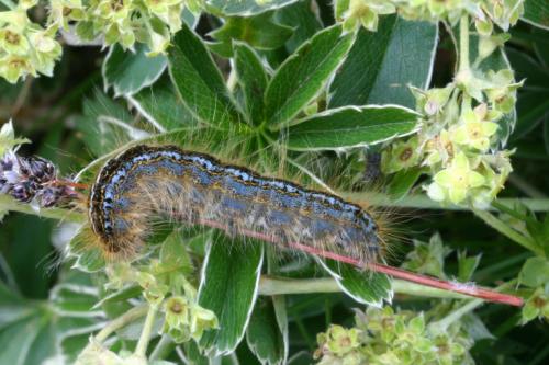 Malacosoma alpicola