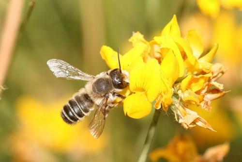 Réf. 34 860 : Megachile ericetorum