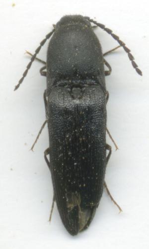 Megapenthes lugens