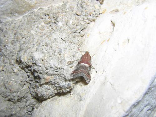 Acrobasis marmorea