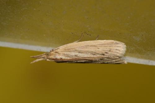 Réf. 34 746 : Ematheudes punctella