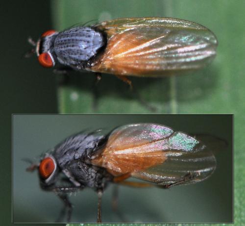 Minettia lupulina