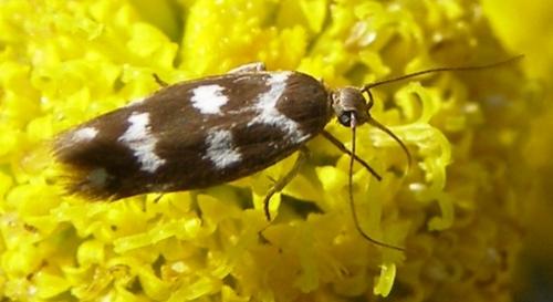 Réf. 34 294 : Scythris scopolella