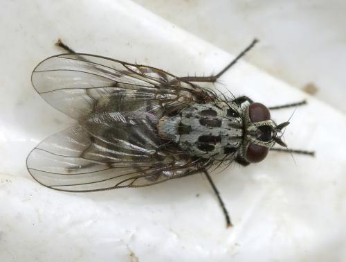 Réf. 34 537 : Phaonia trimaculata