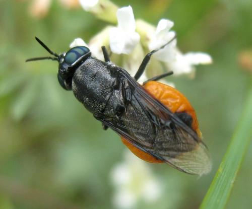 Réf. 34 201 : Odontomyia flavissima