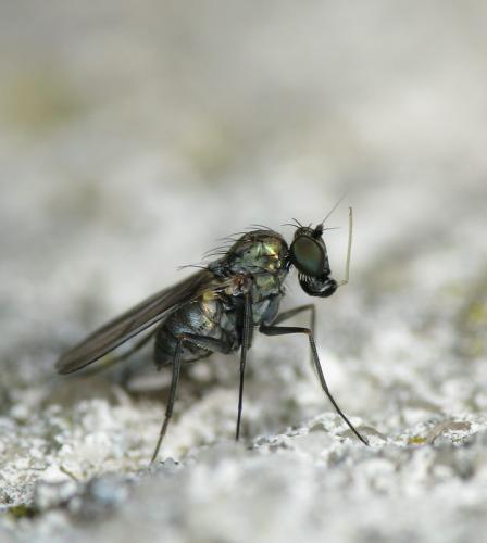 Medetera sp.
