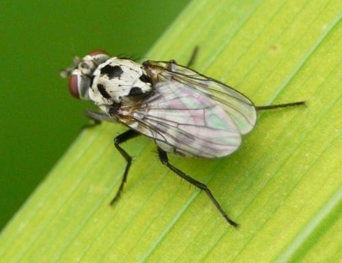 Anthomyia pluvialis