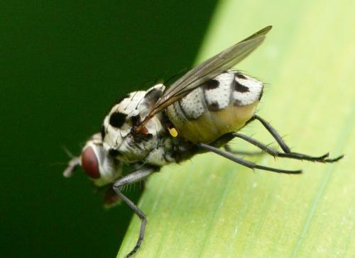 Réf. 34 060 : Anthomyia pluvialis