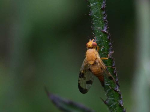 Xyphosia miliaria