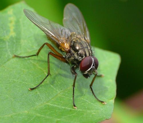 Réf. 34 384 : Mydaea sp.