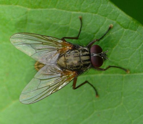 Réf. 34 385 : Mydaea sp.