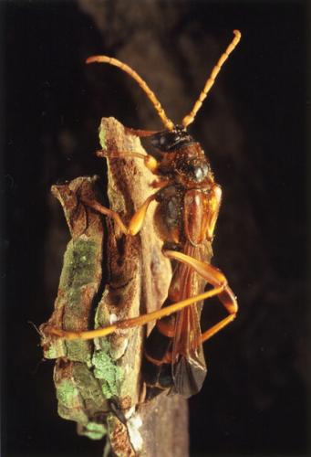 Necydalis ulmi