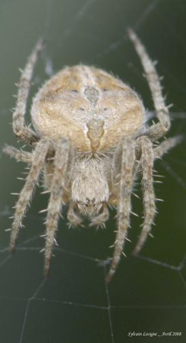Réf. 34 645 : Neoscona subfusca