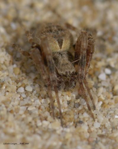 Réf. 34 646 : Neoscona subfusca