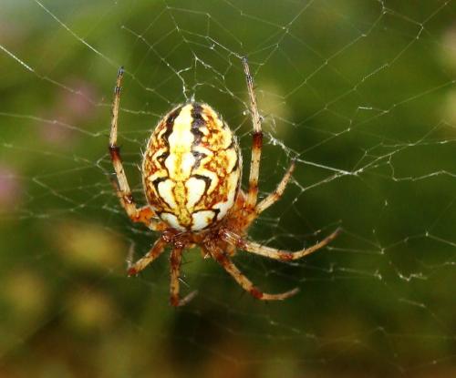 Réf. 34 554 : Neoscona adianta