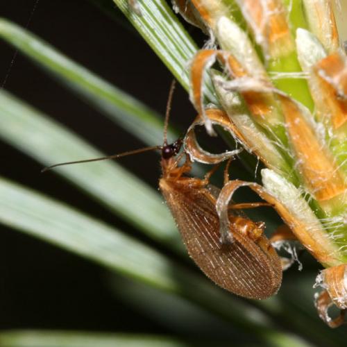 Réf. 34 186 : Hemerobius nitidulus