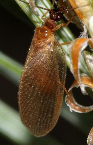 Réf. 34 187 : Hemerobius nitidulus