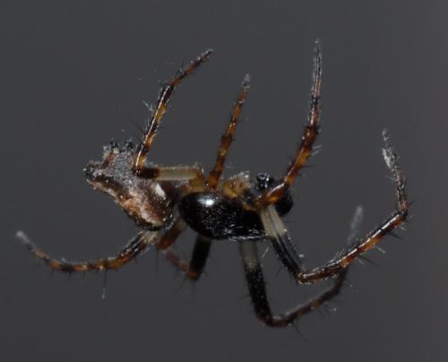 Cyclosa conica