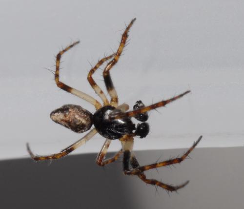 Réf. 34 242 : Cyclosa conica
