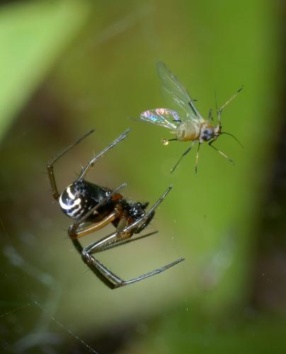 Réf. 34 243 : Frontinellina frutetorum